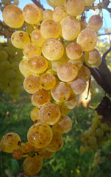 Chardonnay-grapes250h